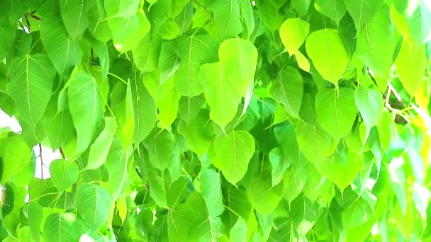 hojas de Bodhi verde claro están creciendo durante la temporada de lluvia1
 - Imágenes, Vídeo