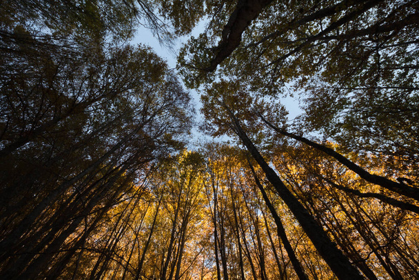 Kışın öğleden sonra bir ormanda, üzerinde yaprak olmadan. Düşük açılı çekim. - Fotoğraf, Görsel