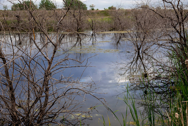 Swamp landscape with reeds in the summer. - Photo, Image