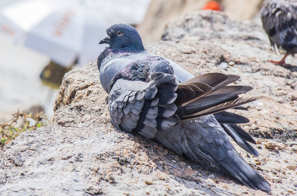 リオデジャネイロの岩の上に数羽の鳩が横たわっていました. - 写真・画像