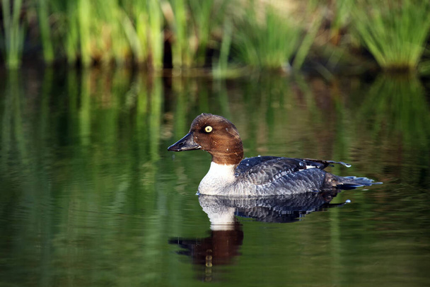 The common goldeneye (Bucephala clangula), Duck swimming on the lake in the taiga - Photo, Image