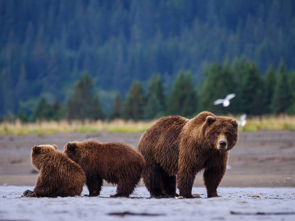 Urso marrom costeiro, também conhecido como Urso Grizzly (Ursus Arctos) fêmea e filhotes. Centro Sul do Alasca. Estados Unidos da América (EUA)
). - Foto, Imagem
