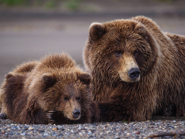 Parti barna medve, más néven Grizzly Bear (Ursus Arctos) nőstény és kölykök. Dél-Közép-Alaszka. Amerikai Egyesült Államok (Egyesült Államok)). - Fotó, kép
