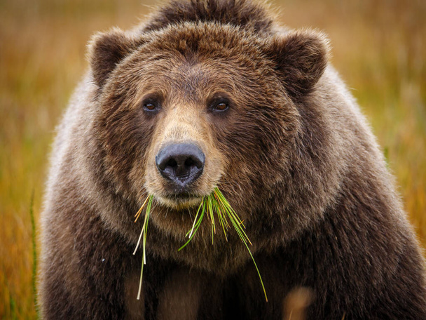 Tengerparti barna medve, más néven Grizzly Bear (Ursus Arctos), amely fűvel táplálkozik. Dél-Közép-Alaszka. Amerikai Egyesült Államok (Egyesült Államok)). - Fotó, kép