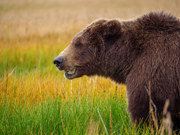 Tengerparti barna medve, más néven Grizzly Bear (Ursus Arctos). Dél-Közép-Alaszka. Amerikai Egyesült Államok (Egyesült Államok)). - Fotó, kép