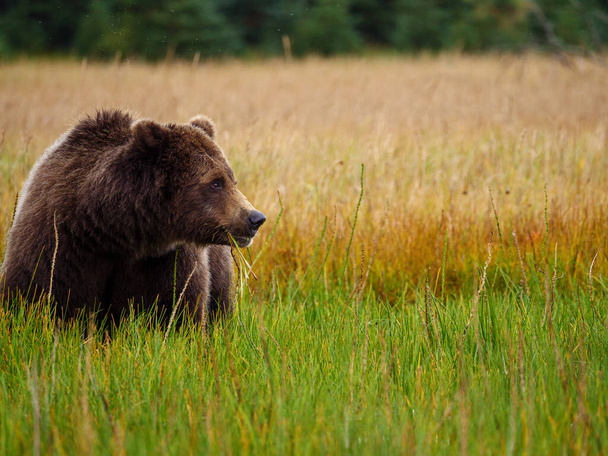 Прибрежный бурый медведь, также известный как медведь гризли (Ursus Arctos), питающийся травой. Южная Центральная Аляска. Соединенные Штаты Америки (США)
). - Фото, изображение
