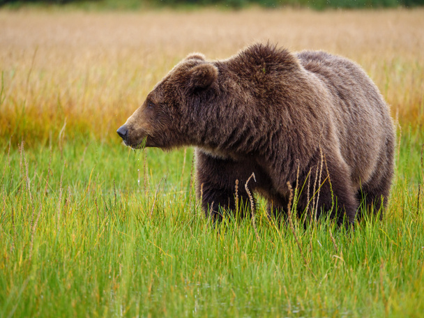 Coastal καφέ αρκούδα, επίσης γνωστή ως Grizzly Bear (Ursus Arctos) σίτιση με γρασίδι. Νότια Κεντρική Αλάσκα. Ηνωμένες Πολιτείες της Αμερικής (ΗΠΑ). - Φωτογραφία, εικόνα