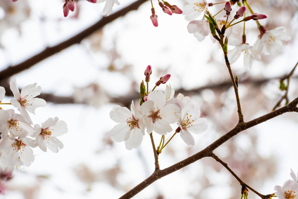 Цветение сакуры весной для фона или копирования текста - Фото, изображение