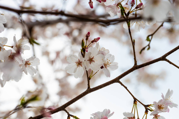 Fleurs de cerisier au printemps pour l'arrière-plan ou l'espace de copie pour le texte - Photo, image