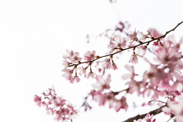 Flor de cerezo en primavera para el fondo o espacio de copia para el texto
 - Foto, imagen