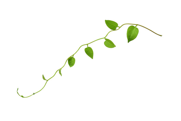 Twisted αμπέλια ζούγκλα liana φυτό με πράσινα φύλλα σε σχήμα καρδιάς που απομονώνονται σε λευκό φόντο, περικοπή διαδρομή που περιλαμβάνονται. Φλοράλ Ντεσέιν. HD Εικόνα και Μεγάλη Ανάλυση. μπορεί να χρησιμοποιηθεί ως ταπετσαρία - Φωτογραφία, εικόνα