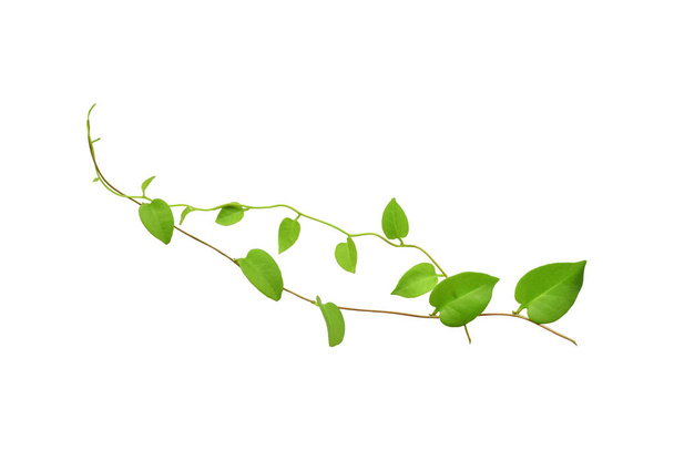 Twisted jungle vines liana plant with heart shaped green leaves isolated on white background, clipping path included. Floral Desaign. HD Image and Large Resolution. can be used as wallpaper - Valokuva, kuva