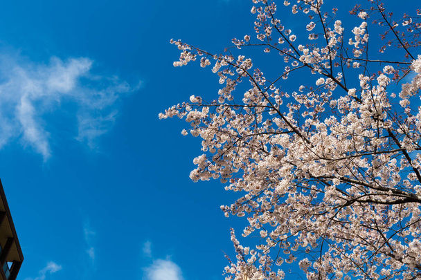 Japán tavasz festői cseresznyevirág. - Fotó, kép
