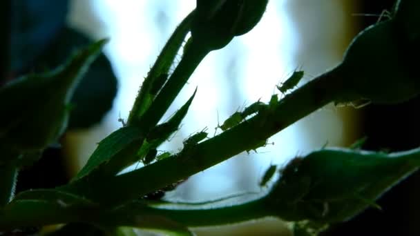 Silhouette of aphids on rose plant stem. - Footage, Video