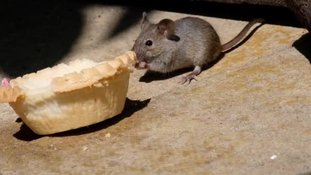 Şehir merkezindeki bir evin bahçesinde atılmış pastayla beslenen fareler. - Video, Çekim