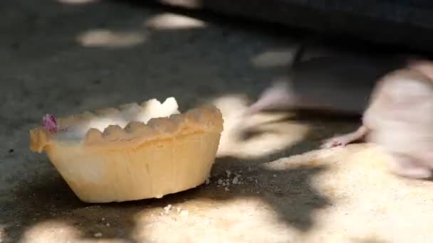 Mäuse fressen ausrangierten Kuchen im städtischen Hausgarten. - Filmmaterial, Video