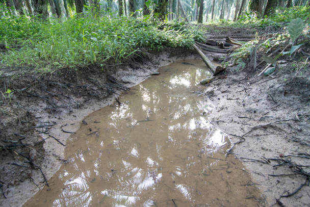 odprowadzanie wody deszczowej na plantacji - Zdjęcie, obraz