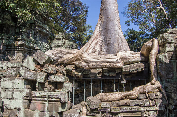 Duże drzewo Kapok (Ceiba pentandra) rośnie i łamie starożytną świątynię Khmer Ta Prohm, Angkor, Kambodża. Znana jako świątynia Brahmy, Przodka, Ta Prohm została zbudowana w 1186 roku.. - Zdjęcie, obraz
