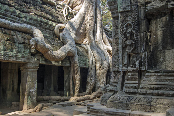 Ta Prohm temple in Angkor, Cambodia. Ancient ruins with a kapok tree, Ceiba pentandra, growing on it. - Photo, Image