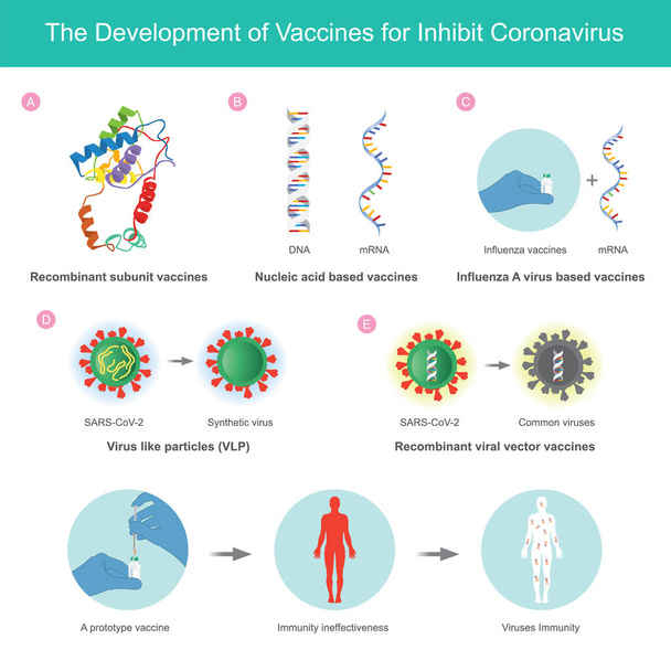 Розвиток вакцин для пригнічення коронавірусу. Ілюстрація пояснення вакцини, розроблена для пригнічення коронавірусів (SARS-CoV-2) за допомогою методу імунітету в організмі людини. - Вектор, зображення