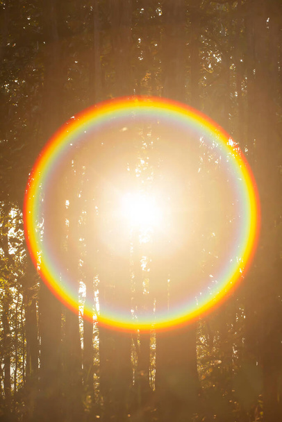 太陽からの魔法の円の虹の光線は森を通して輝きます. - 写真・画像
