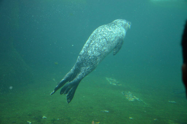 Harbor seal (Phoca vitulina) in Frankfurt zoo - Photo, Image