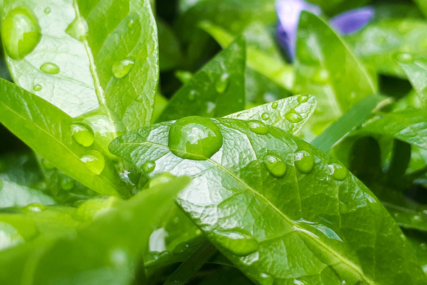 green leaves with rain drops - Foto, Imagen