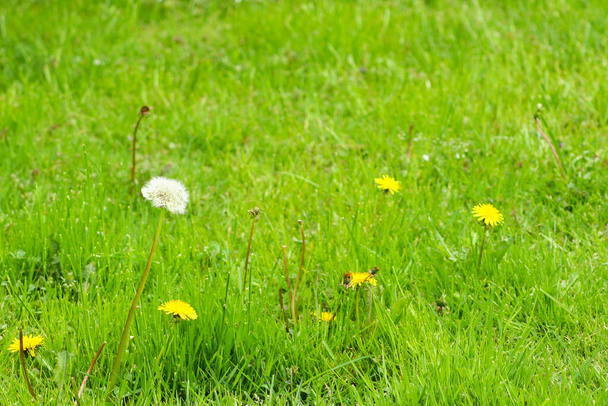 Karahindiba, yeşil çimlerin ortasındaki bir tarlada yetişir. Sonbahar manzarası - Fotoğraf, Görsel