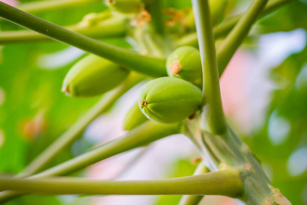 Frutos en el árbol de la papaya, papaw o pawpaw es la planta Carica papaya, una de las 22 especies aceptadas en el género Carica de la familia Caricaceae.
 - Foto, Imagen