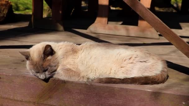 Un chat domestique gris se trouve sur une terrasse en bois et se prélasse au soleil. - Séquence, vidéo