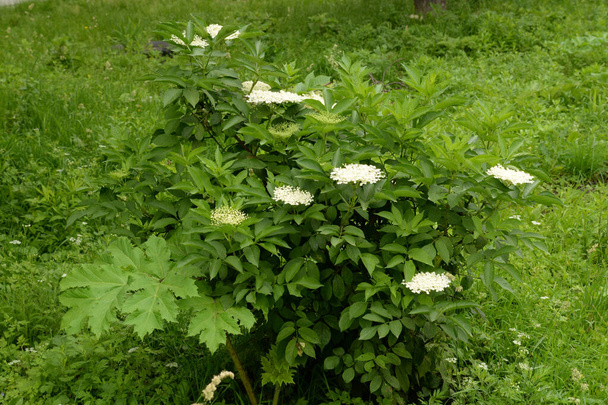 Bezinka (Sambucus) je rod kvetoucích rostlin čeledi Adoxaceae. - Fotografie, Obrázek