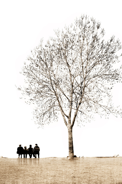 дерево
 - Фото, зображення
