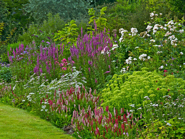Colourful mixed summer border with Salvia, Achillea and Persicaria - Photo, Image