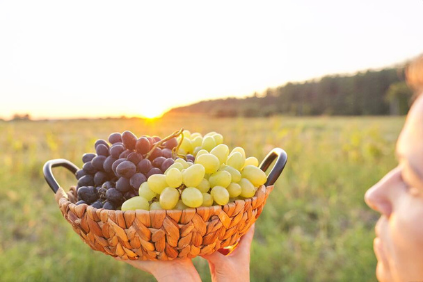Basket with harvest of green and blue grapes, beautiful sunset nature background - Fotoğraf, Görsel