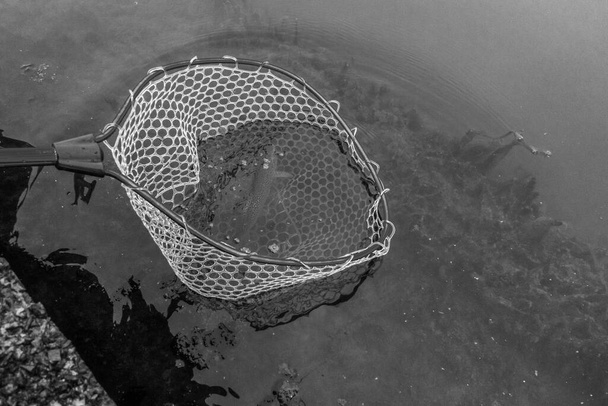Pesca de truchas en el lago
 - Foto, imagen
