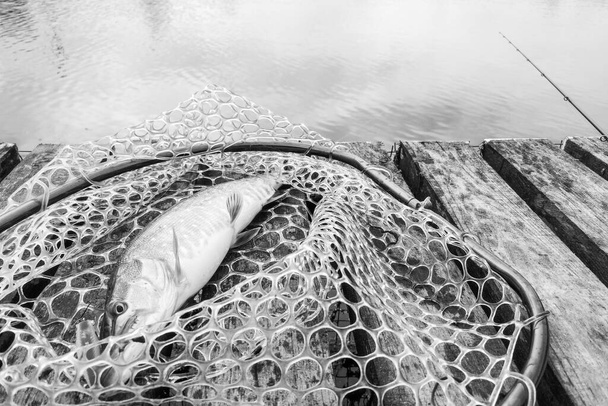 Pesca de lúcio no lago
 - Foto, Imagem
