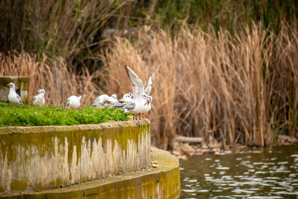 Black headed gulls sitting at the banks of a lake. - Фото, изображение