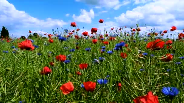Zomer bloemen zwaaien in de wind op een zonnige zomerdag - Video
