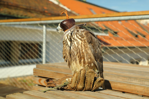Сидящий Falco Peregrinus на перчатке вместе со своим владельцем прямо перед полетом, когда он смотрит на свою добычу и готовится к полету и атаке - Фото, изображение