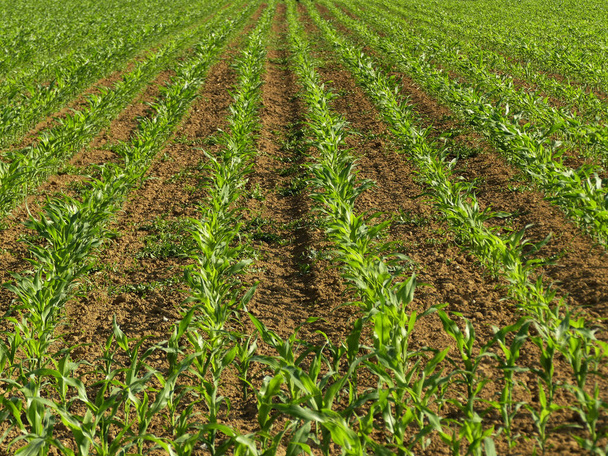 Кукурудзяне поле з молодими рослинами
 - Фото, зображення