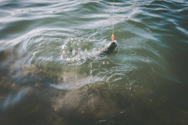 Rybolov pstruhů na jezeře, sportovní rybolov a outdoorové aktivity - Fotografie, Obrázek