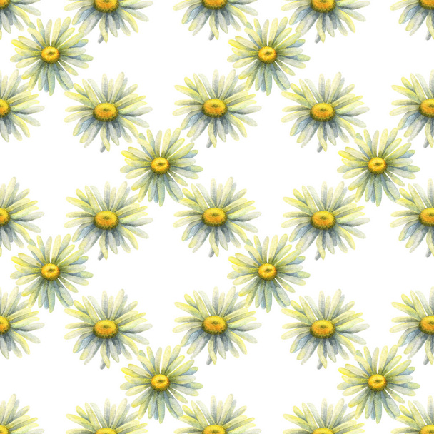 Field daisies. Seamless pattern with watercolor illustrations of colors on a white background. Summer background with ornament from Margarito. Stock image. - Zdjęcie, obraz