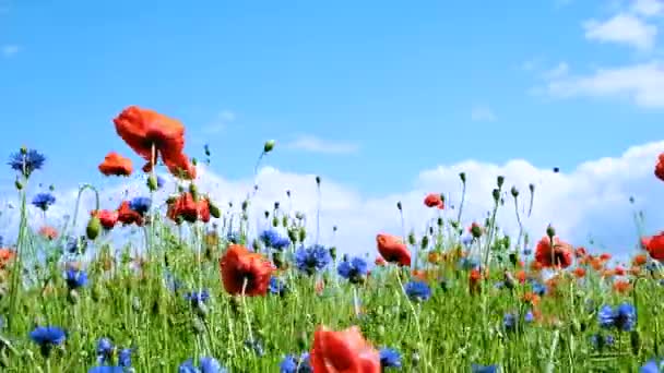 Kesän kukat keinuvat tuulessa aurinkoisena kesäpäivänä - Materiaali, video