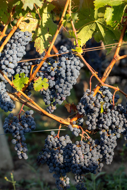Close up of red merlot grapes in vineyard. Medoc, Gironde, Aquitaine. France - Foto, Bild