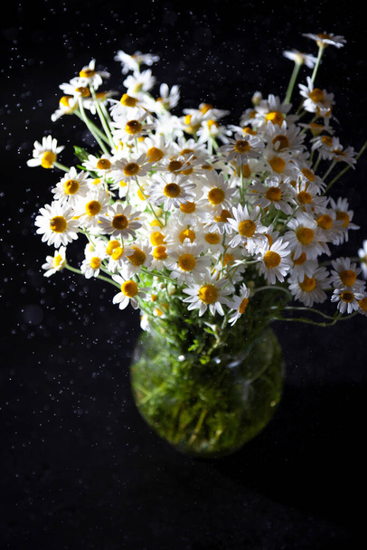 Bouquet of daisies in a vase on a black background. Field camomile. Beautiful card. Summer flowers. White flower. - 写真・画像