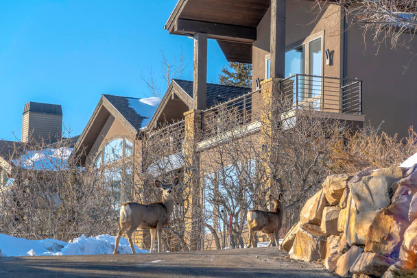 Female deers on the driveway of home amid snow in Park City Utah in winter - Photo, Image