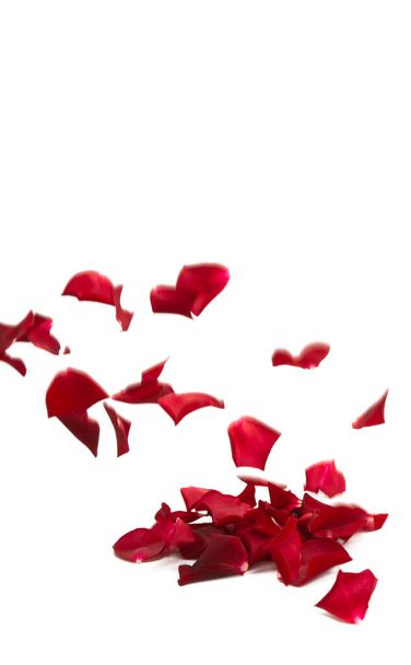 pétalos de rosa roja aislados sobre fondo blanco - Foto, Imagen