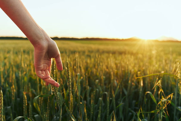 Жінка торкається пшениці на полі
  - Фото, зображення