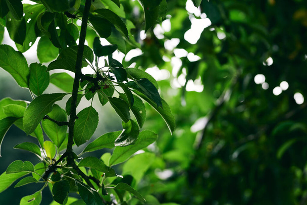 grüne Baumblätter, Nahaufnahme - Foto, Bild