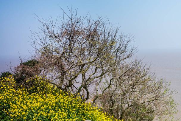 Paesaggio con alberi e fiori al mare del Monte Luojia, a sud-est della montagna Putuo, Zhoushan, Zhejiang, il luogo dove Bodhisattva Guanyin praticato buddismo
 - Foto, immagini